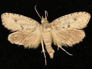 Acrolophus kearfotti