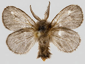 Basicladus tracyi