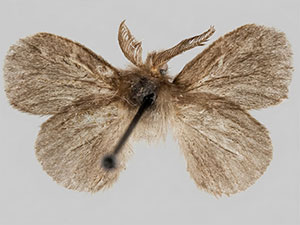 Basicladus tracyi