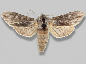 Cucullia comstocki