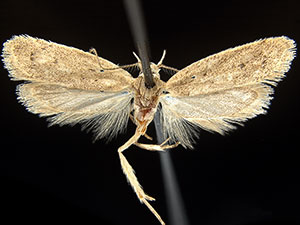 Inga rimatrix