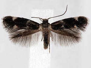 Elachista irrorata