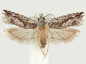 Holocola thalassinana