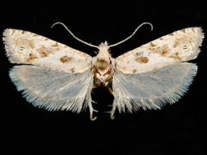 Pelochrista comatulana