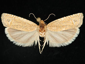 Pelochrista galenapunctana