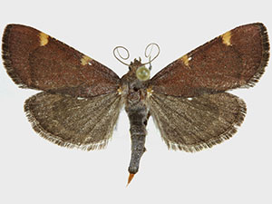 Hypsopygia n. sp. 1