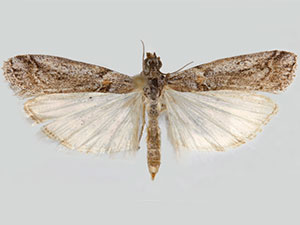 Olybria furciferella