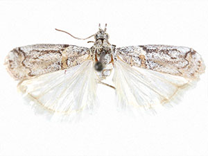 Olybria furciferella