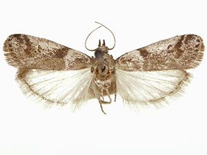 Laetilia coccidivora