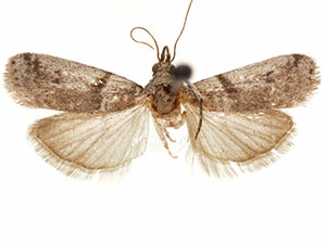 Laetilia coccidivora