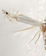 Phyllocnistis occidentalis