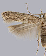 Keiferia lycopersicella