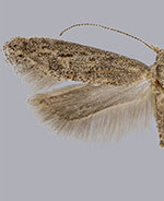 Keiferia inconspicuella