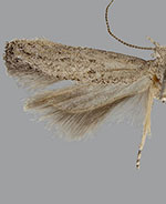 Keiferia trixivora