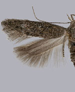 Keiferia feldmani