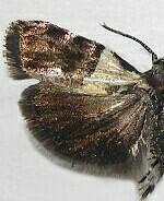 Rectiostoma fernaldella
