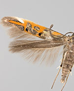 Mompha edithella
