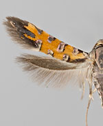 Neoheliodines arizonense