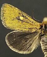 Chrysoecia albipuncta