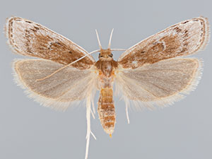 Eupragia banis