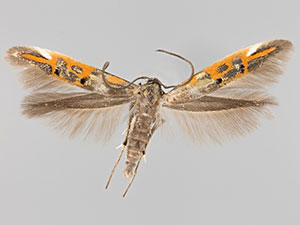 Mompha edithella