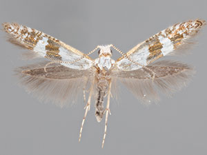 Argyresthia inscriptella