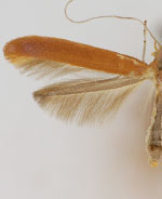 Caloptilia betulivora