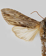 Cucullia comstocki