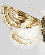 Frechinia criddlealis