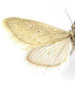 Cuneifrons coloradensis