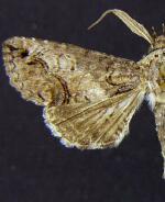 Paectes delineata