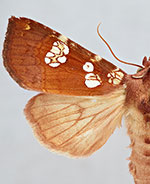 Papaipema amianthii