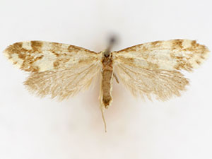 Greya obscuromaculata