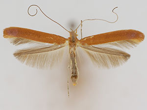 Caloptilia betulivora