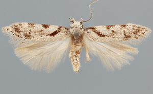 Pseudotelphusa ontariensis