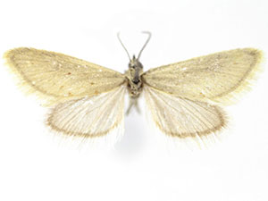Cuneifrons coloradensis