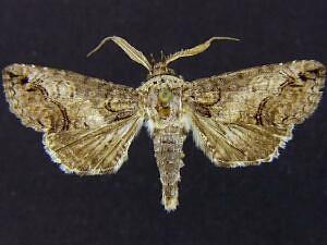 Paectes delineata