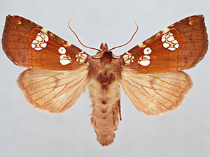 Papaipema amianthii