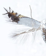 Leucoptera robiniella
