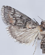 Cacozelia interruptella