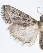 Cacozelia interruptella