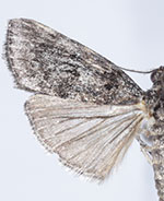 Pococera arizonella