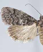 Pococera fuscolotella
