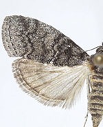 Pococera fuscolotella