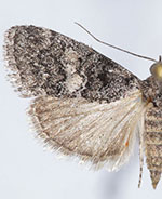 Pococera fuscolotella