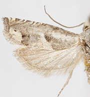 Epiblema cimarronensis