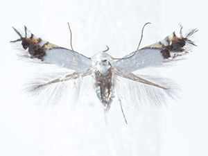 Leucoptera robiniella