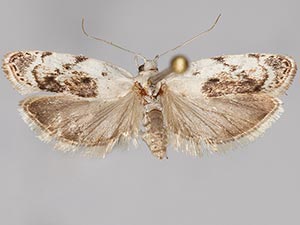 Antaeotricha fuscorectangulata