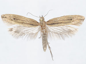 Ypsolopha unicipunctella
