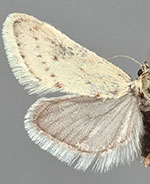 Cuneifrons coloradensis